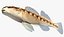 Collezione Darter Fish 3