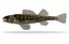 Collezione Darter Fish 3