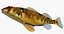 Collezione Darter Fish 3