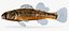 Collezione Darter Fish 3