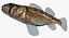 Collezione Darter Fish 3