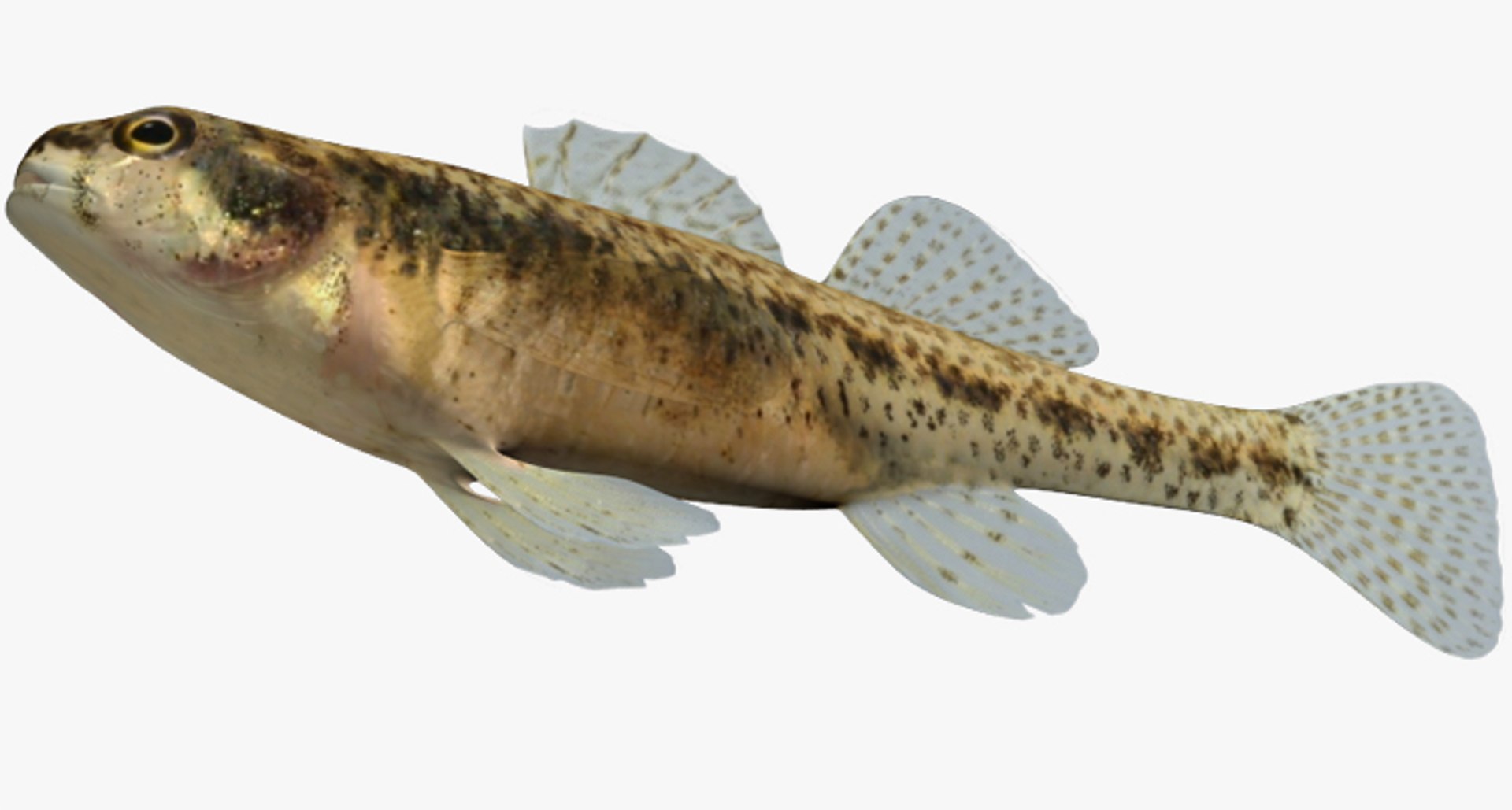 darter fish x https://p.turbosquid.com/ts-thumb/q3/OS9D8I/SIViptX0/2/jpg/1453383039/1920x1080/fit_q87/0f9e5510a0f4b5b953a26e40e5c85c6bc19d9d1e/2.jpg
