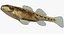 Collezione Darter Fish 3