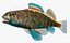 Collezione Darter Fish 3