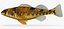Collezione Darter Fish 3