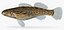 Collezione Darter Fish 3