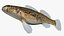 Collezione Darter Fish 3