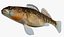 Collezione Darter Fish 3