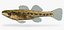 Collezione Darter Fish 3