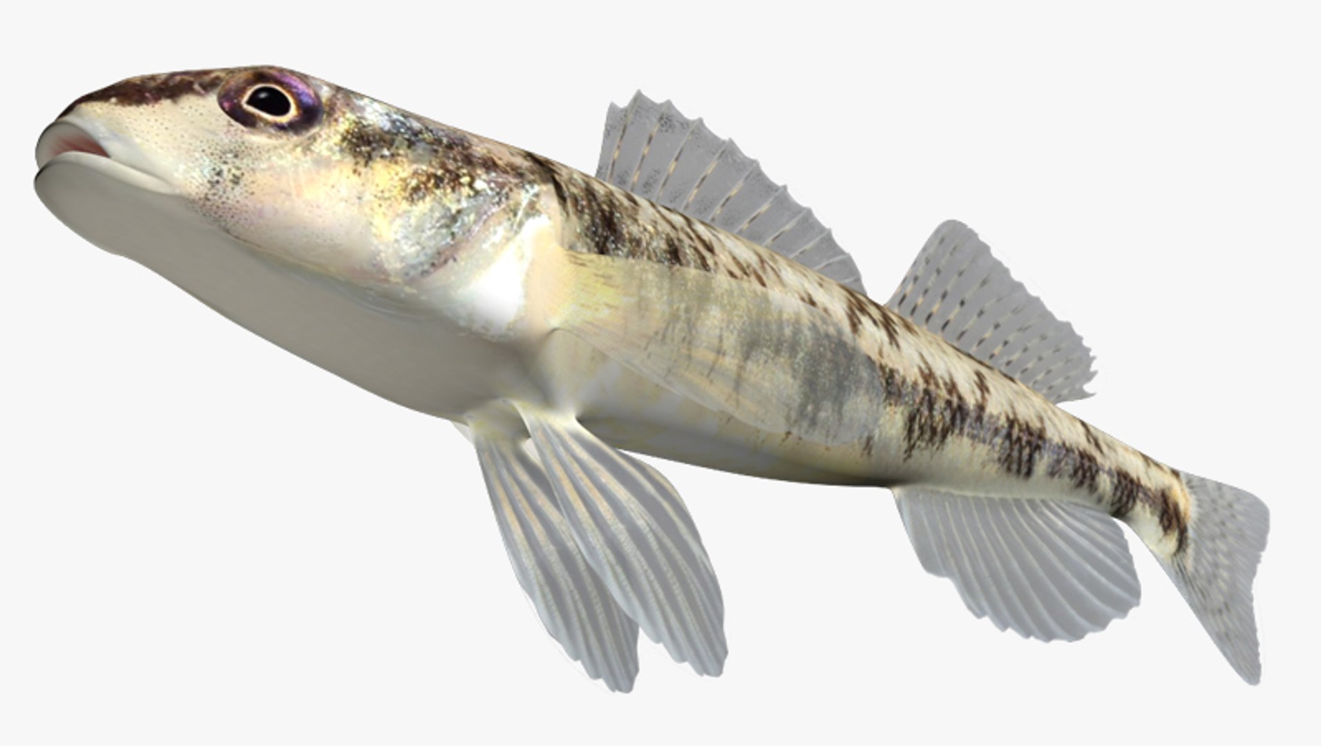 darter fish x https://p.turbosquid.com/ts-thumb/q3/OS9D8I/jMKxynLI/2/jpg/1453383116/1920x1080/fit_q87/95a08df19d4a106304af6ed90e1b32ac1abb5067/2.jpg