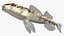 Collezione Darter Fish 3