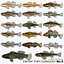 Collezione Darter Fish 3