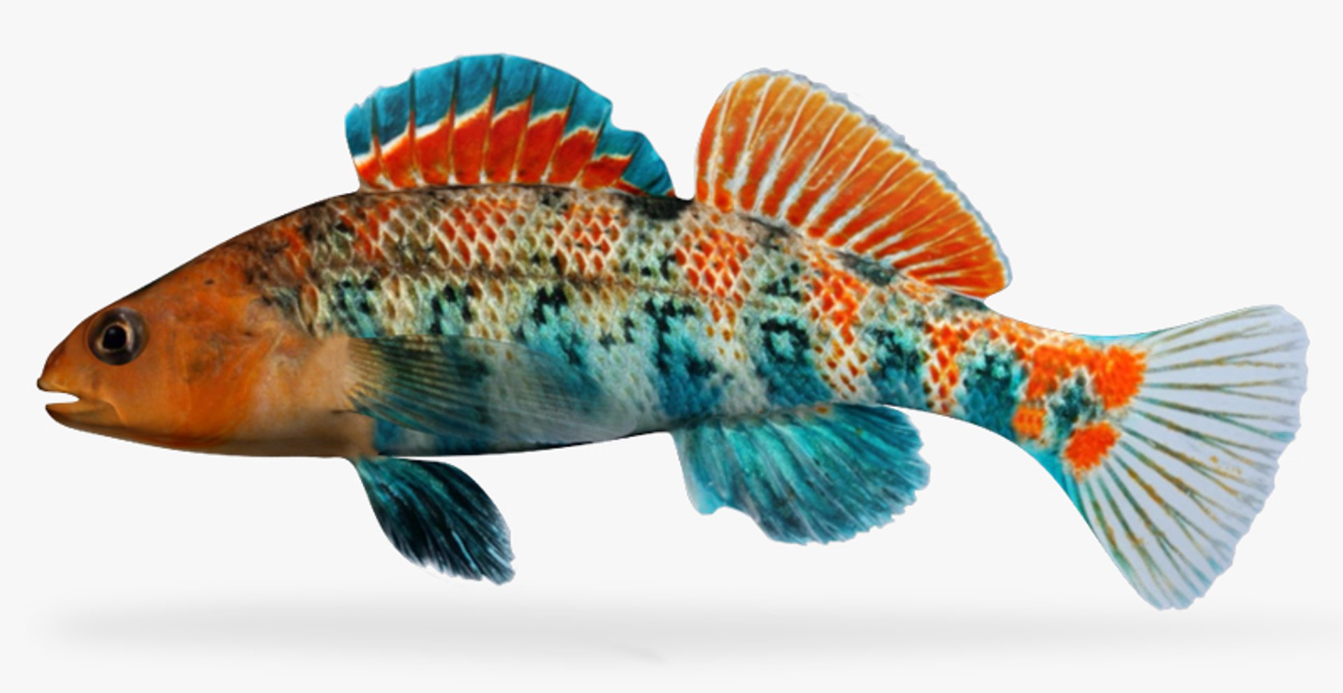 darter fish x https://p.turbosquid.com/ts-thumb/q3/OS9D8I/jex1Useb/1/jpg/1453383079/1920x1080/fit_q87/677ee294b36ff680897584128b58632410fc4705/1.jpg
