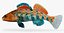 Collezione Darter Fish 3