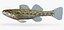 Collezione Darter Fish 3