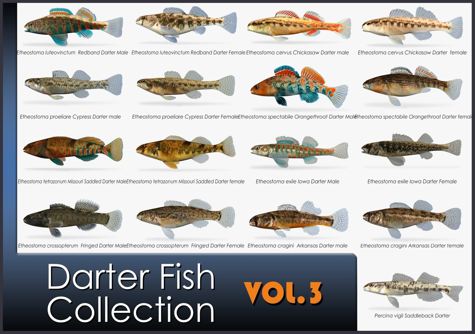 darter fish x https://p.turbosquid.com/ts-thumb/q3/OS9D8I/nK1ayZzm/darter3/jpg/1548509415/1920x1080/fit_q87/97d8ab65f733b3077d14d47e3951c06438a9dbf0/darter3.jpg