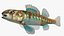 Collezione Darter Fish 3