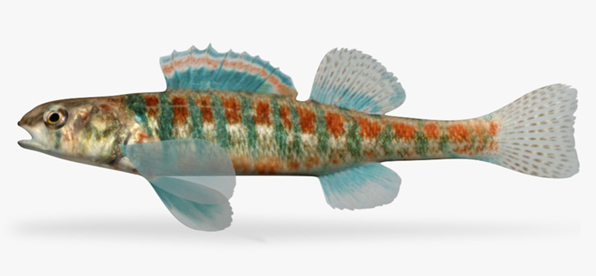 darter fish x https://p.turbosquid.com/ts-thumb/q3/OS9D8I/q2gjqK3N/1/jpg/1453382993/1920x1080/fit_q87/ce748f5fe96b1fb2170628a540bc8054931cd9bb/1.jpg
