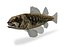 Collezione Darter Fish 3