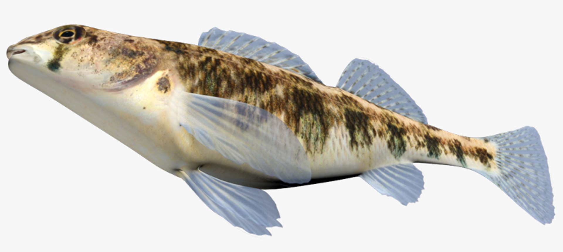 darter fish x https://p.turbosquid.com/ts-thumb/q3/OS9D8I/xt0IBhJN/2/jpg/1453383023/1920x1080/fit_q87/cfcb2ace93cf23fd798003cf42d3b8bc66896492/2.jpg