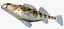Collezione Darter Fish 3