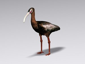 3ds white faced ibis
