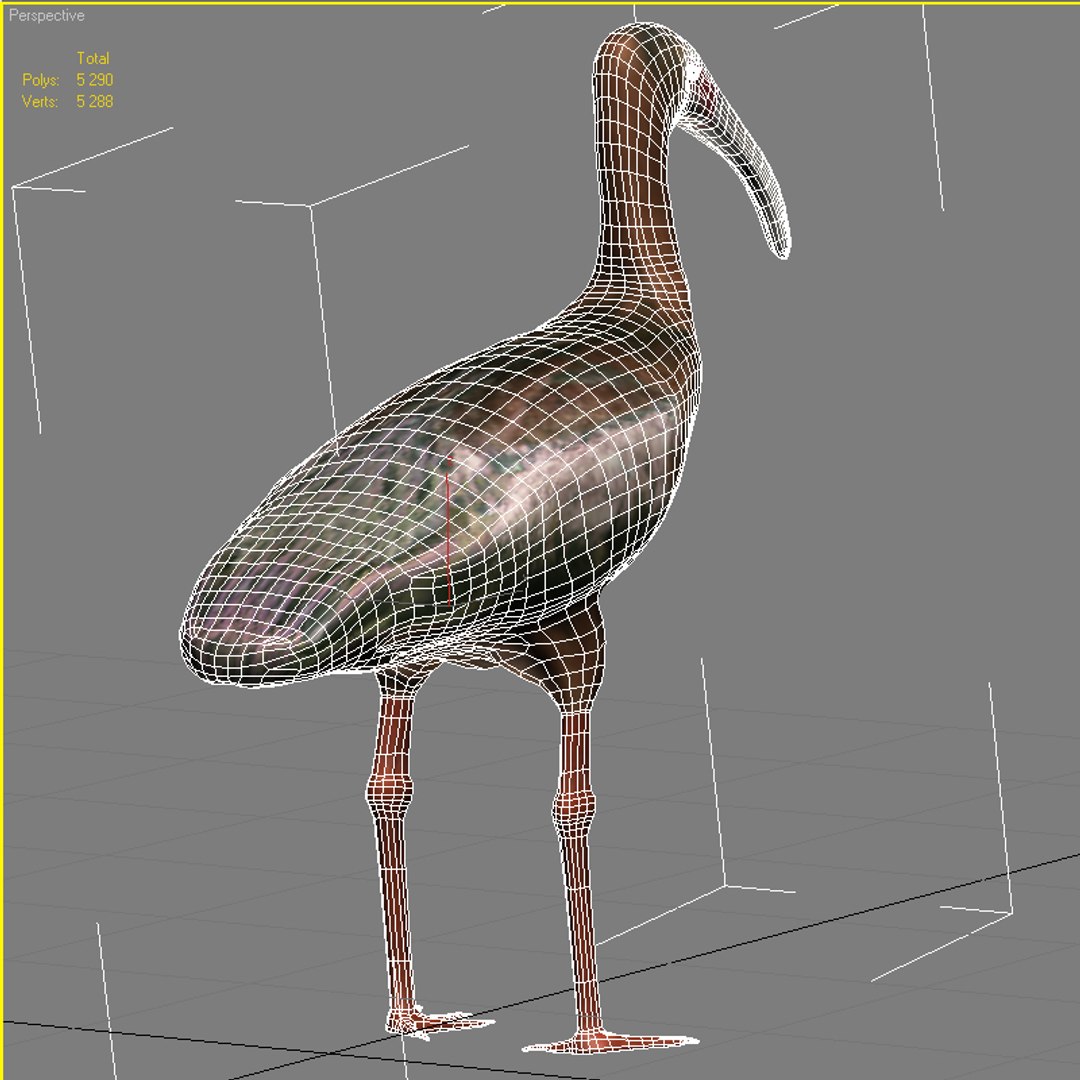 3ds White Faced Ibis