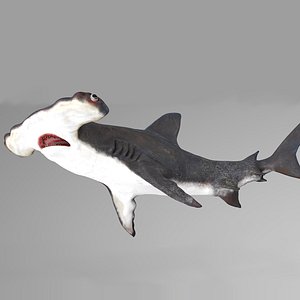 hammerhead shark rigged l594 3D model
