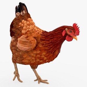 Chicken Walking Animated Rigged For Blender
