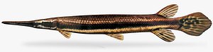 lepisosteus platyrhincus florida gar 3D model