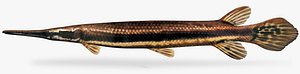 Lepisosteus platyrhincus florida gar