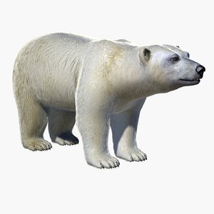 3dsmax polar bear