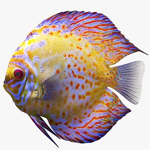 discus fish