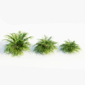 Pteris umbrosa a