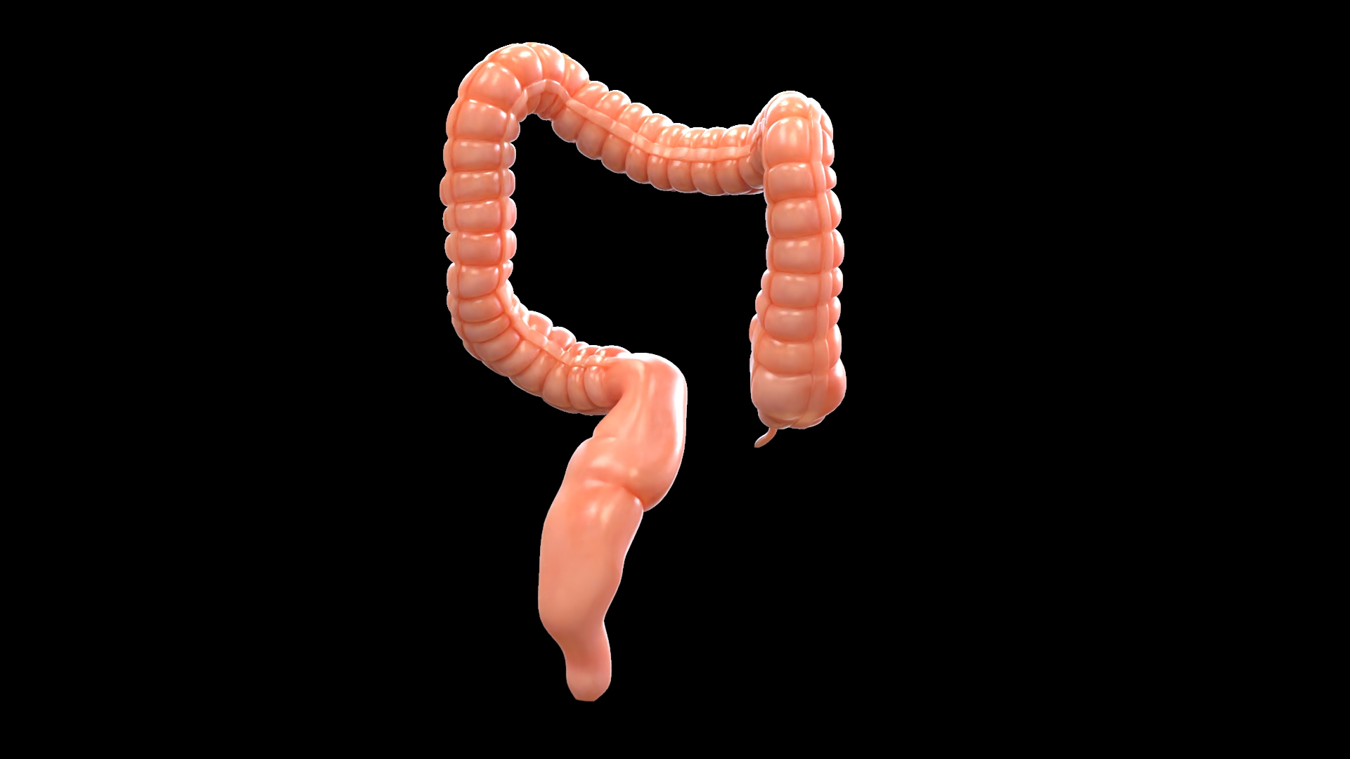 3D Human Large Intestine - TurboSquid 1741582