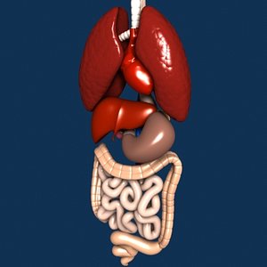 human internal organs 3d model