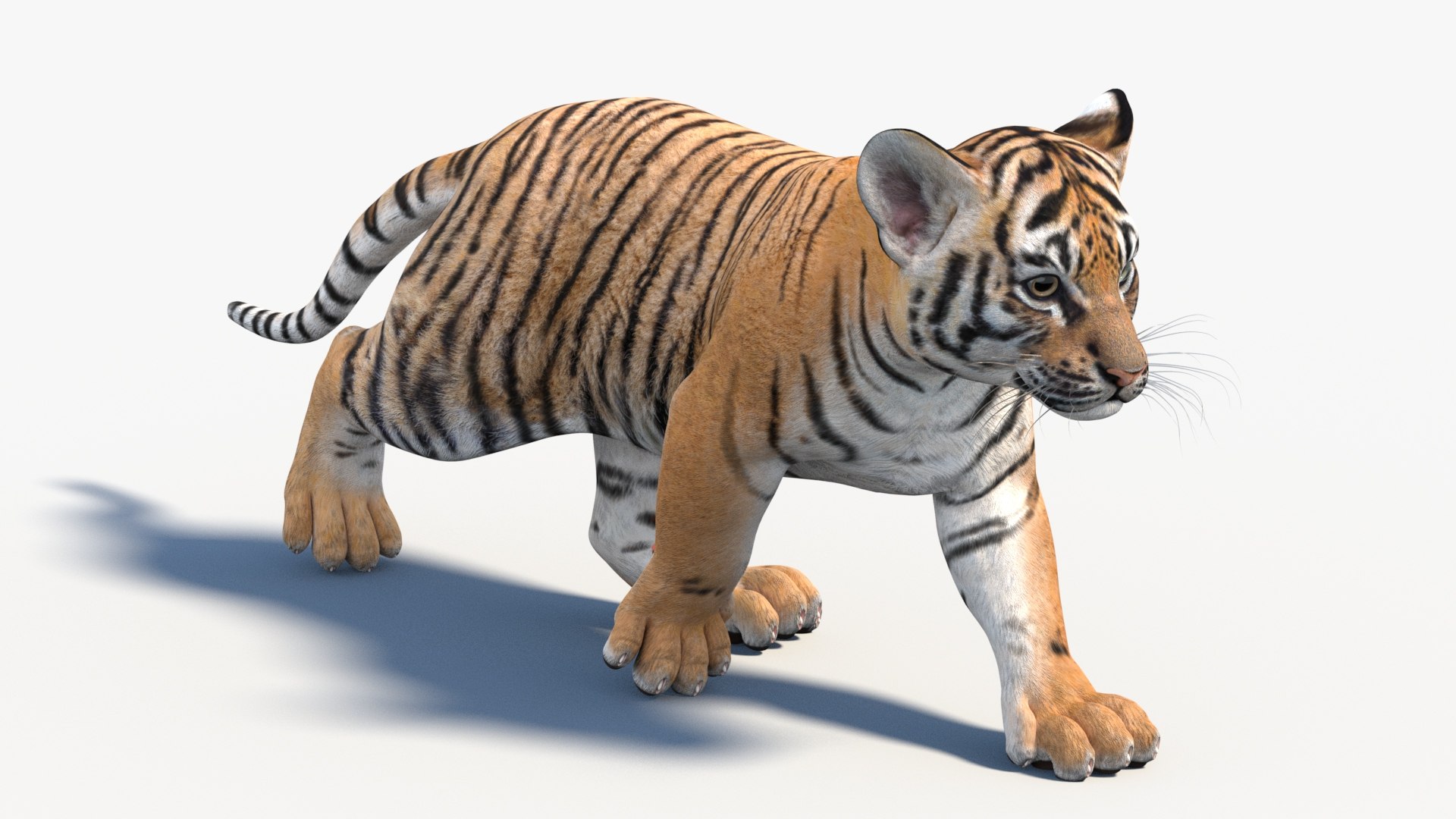 Animated Tiger Cub 3D Model 3D Model - TurboSquid 2332880