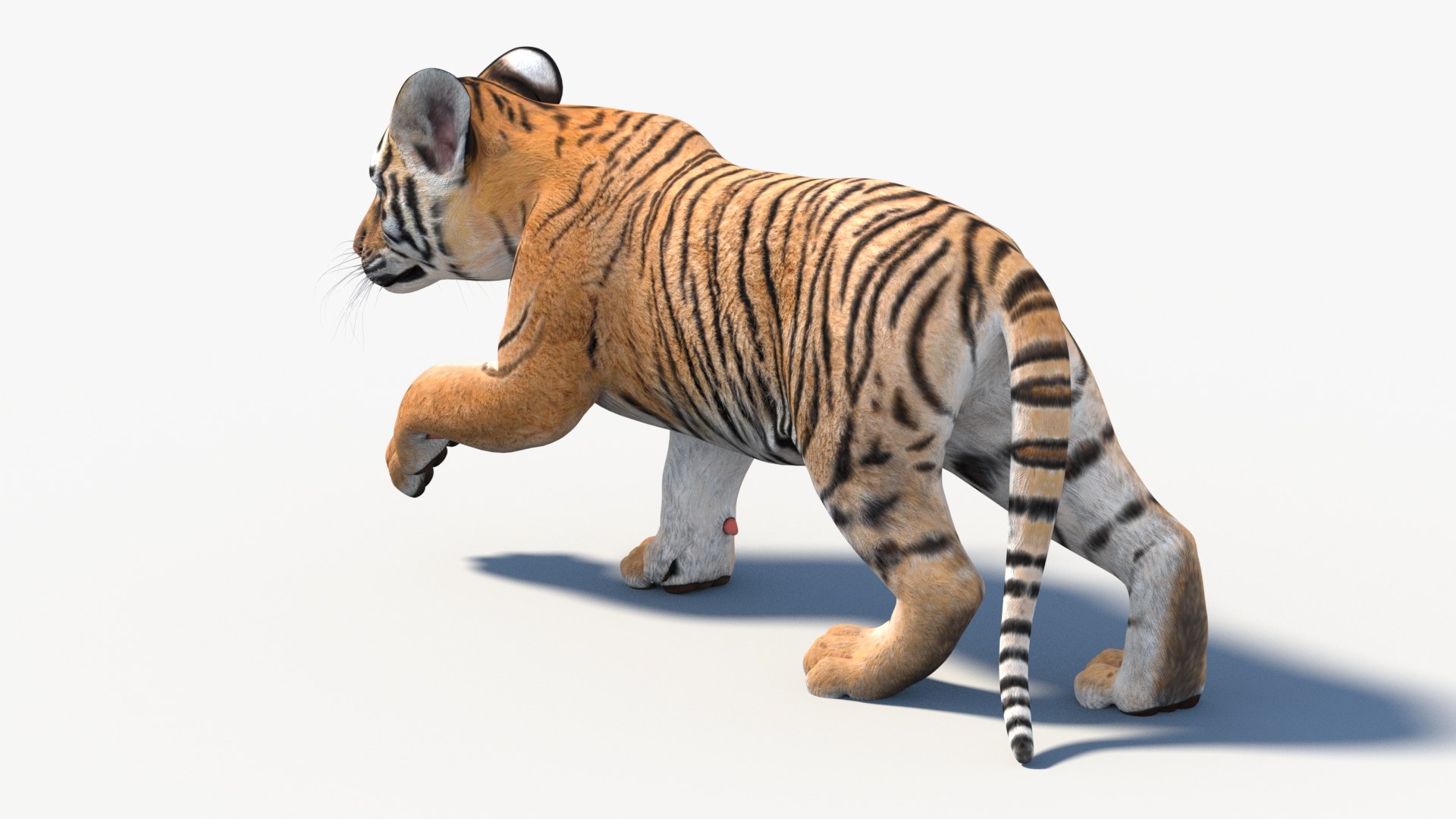 Animated Tiger Cub 3D Model 3D Model - TurboSquid 2332880