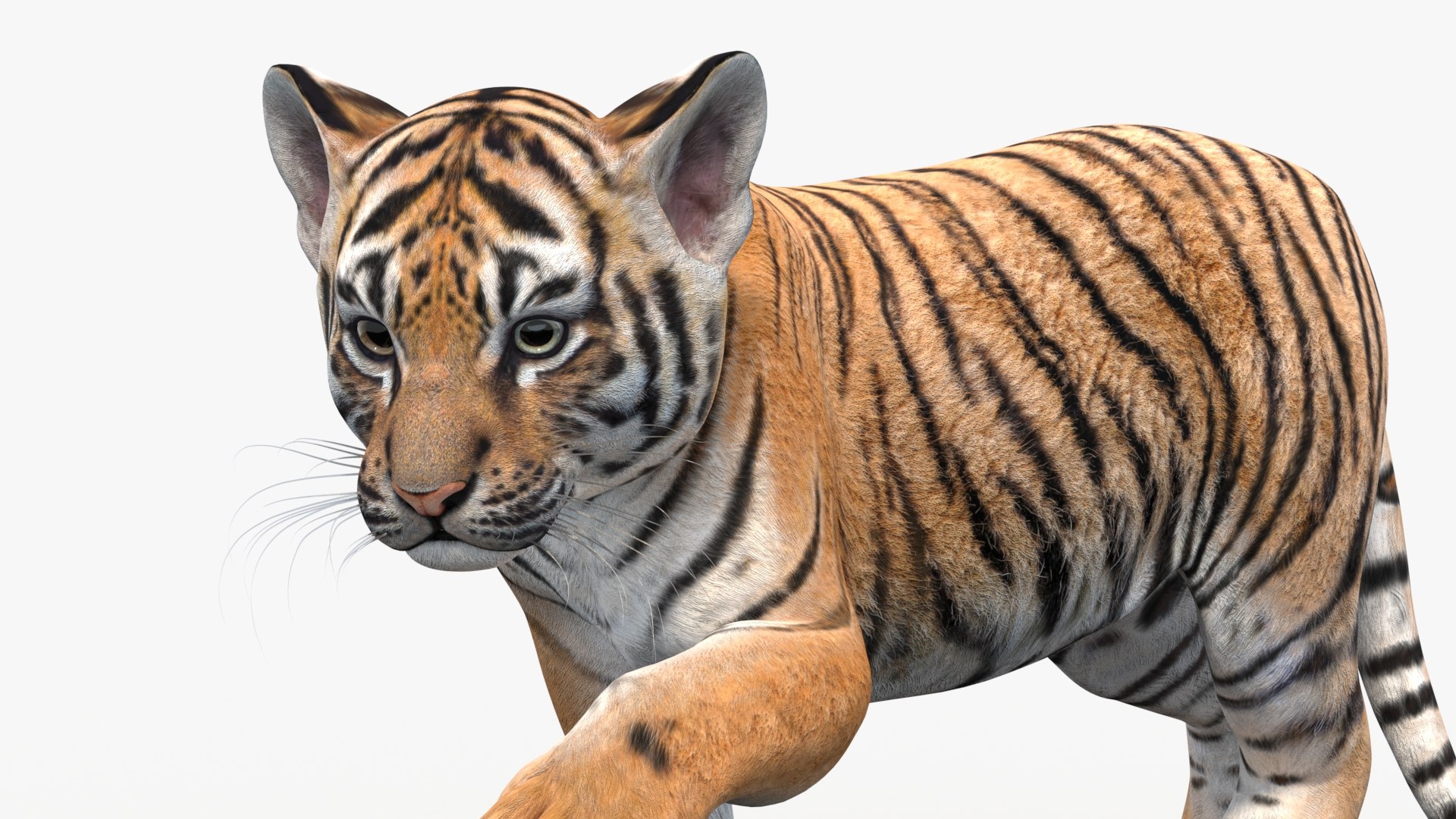 Animated Tiger Cub 3D Model 3D Model - TurboSquid 2332880