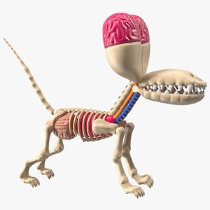 3D Balloon Dog Anatomy