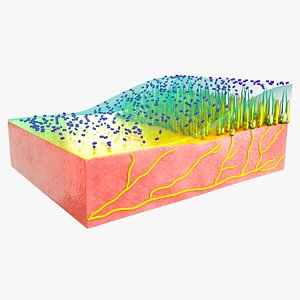 3D Macula model