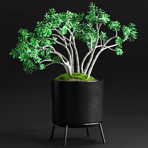 jade plant 3D model