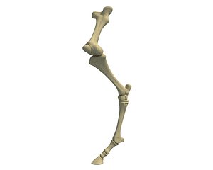 animal femur 3D model