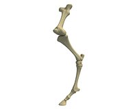 Animal Femur Bones
