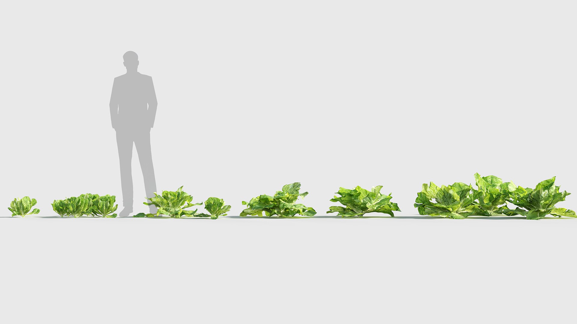 3D model Lactuca sativa - Garden lettuce Low-poly 3D model https://p.turbosquid.com/ts-thumb/q5/Zb0c4J/aI/gd_v19_lactuca_sativa_01/jpg/1787641000/1920x1080/fit_q87/c7a7af185380c51076896b275574a28760ec8ff8/gd_v19_lactuca_sativa_01.jpg
