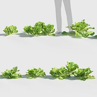 Lactuca sativa - Garden lettuce Low-poly 3D model