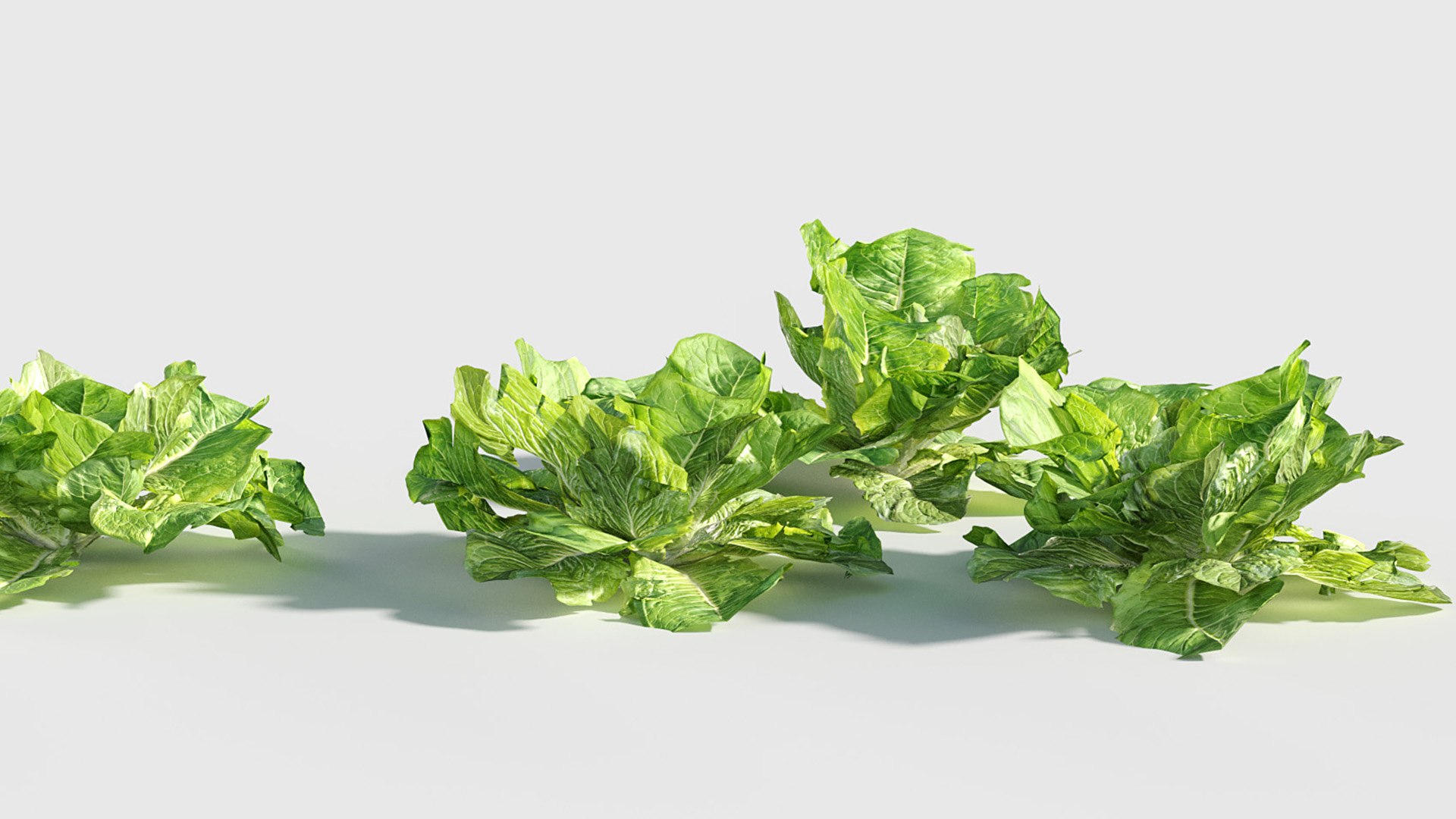 3D model Lactuca sativa - Garden lettuce Low-poly 3D model https://p.turbosquid.com/ts-thumb/q5/Zb0c4J/oP/gd_v19_lactuca_sativa_07/jpg/1787641004/1920x1080/fit_q87/a4034aa634a8efe27626419774cf45fe362a06ff/gd_v19_lactuca_sativa_07.jpg