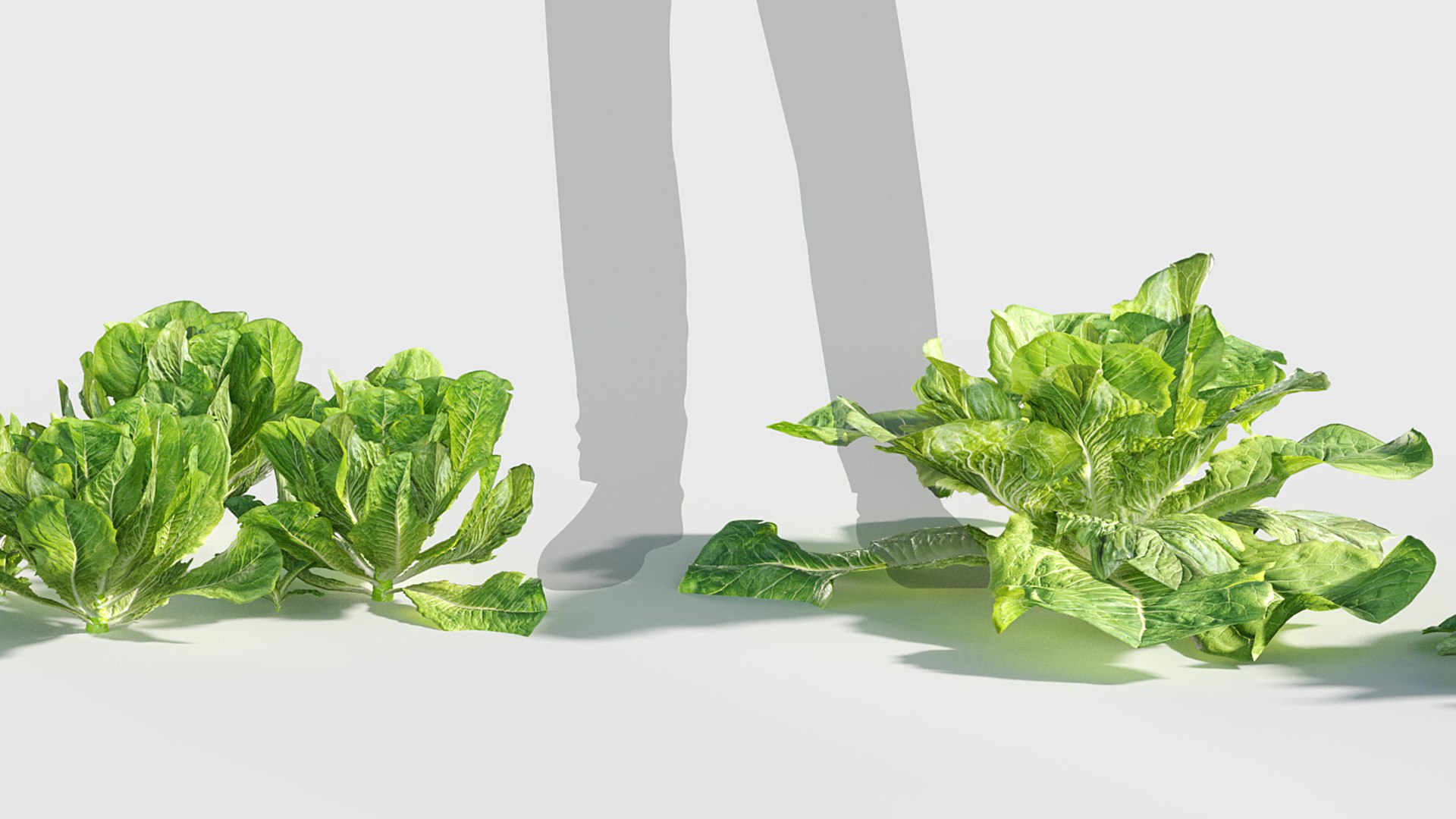 3D model Lactuca sativa - Garden lettuce Low-poly 3D model https://p.turbosquid.com/ts-thumb/q5/Zb0c4J/ua/gd_v19_lactuca_sativa_06/jpg/1787641003/1920x1080/fit_q87/ad143746fbd20f40cad9032d4830342606de7ff4/gd_v19_lactuca_sativa_06.jpg