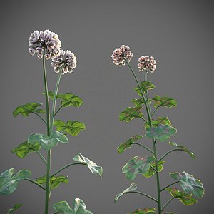 XfrogPlants Geranium