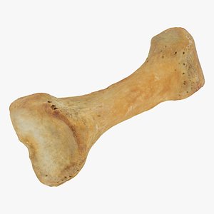 Real Proximal Phalanx Bone of Index Toe 01 RAW SCAN